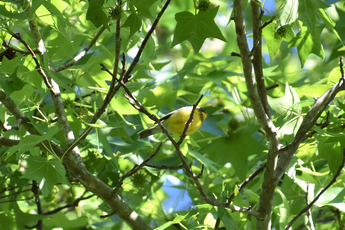 Canada Warbler - Chip Davis