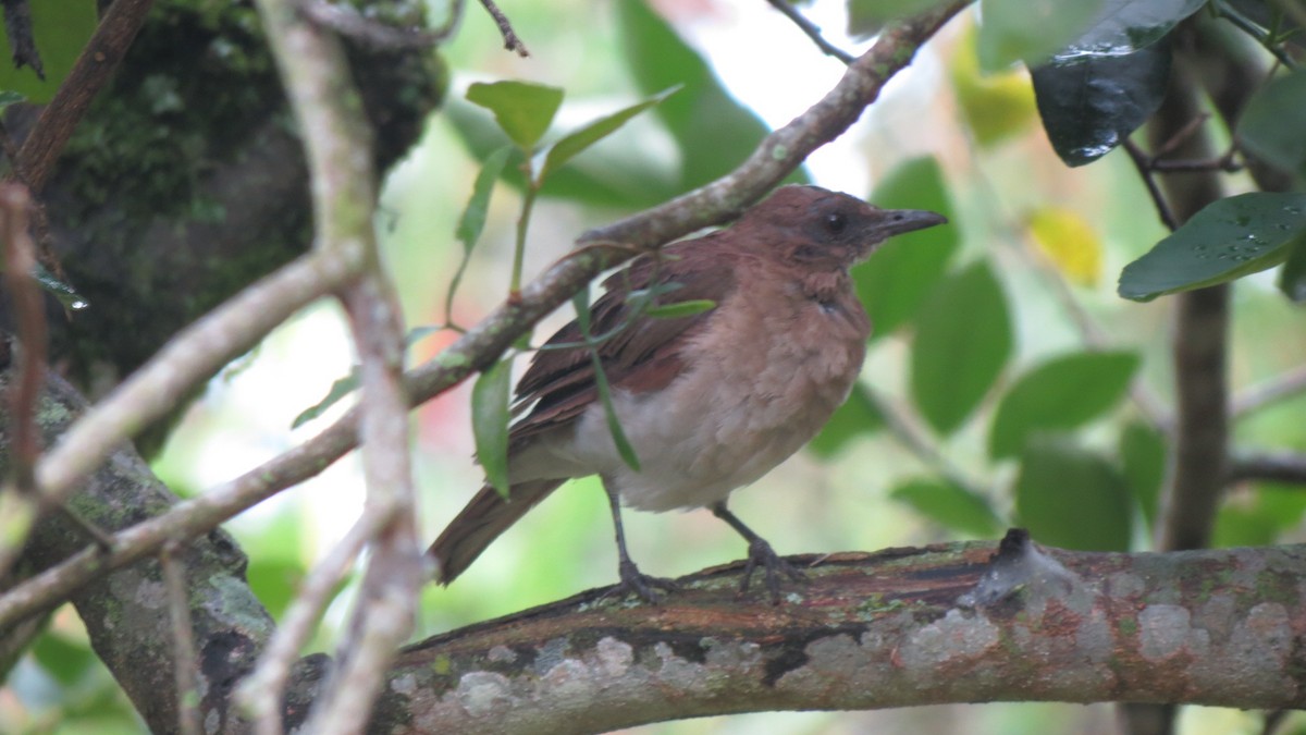 Black-billed Thrush - ML232301601