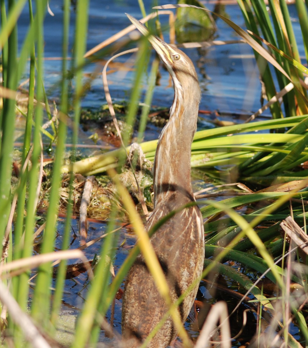 American Bittern - Teresa Mawhinney