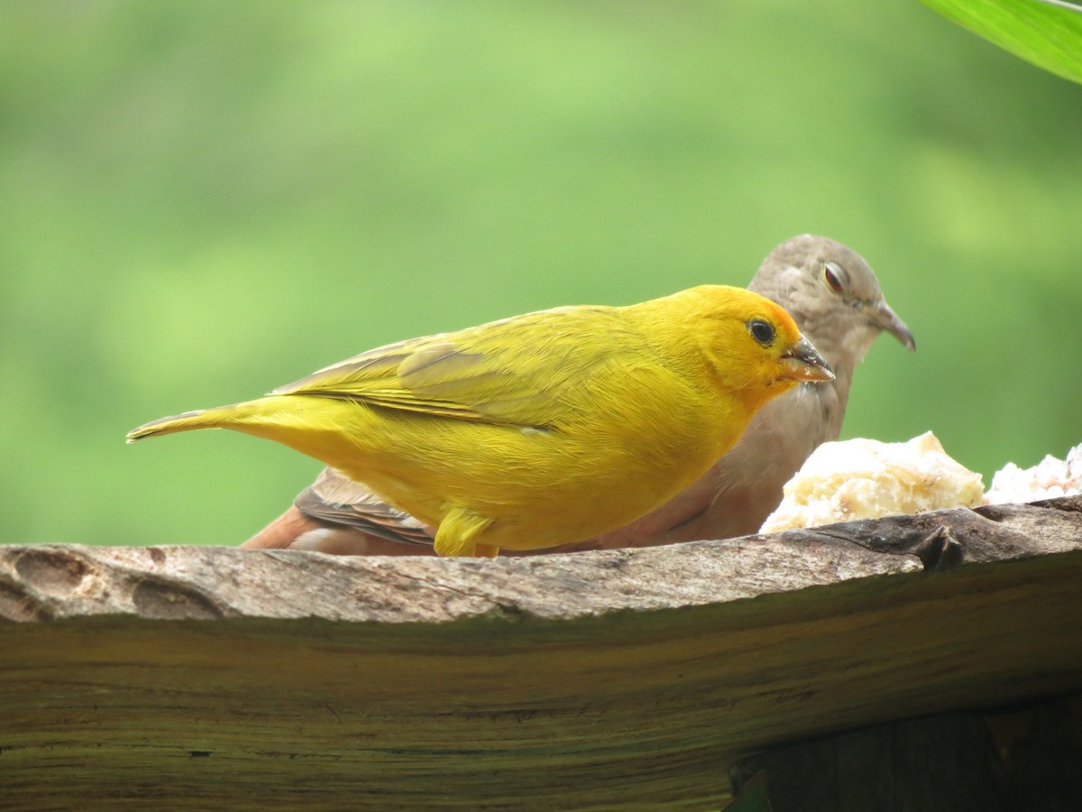 Saffron Finch - ML232303061