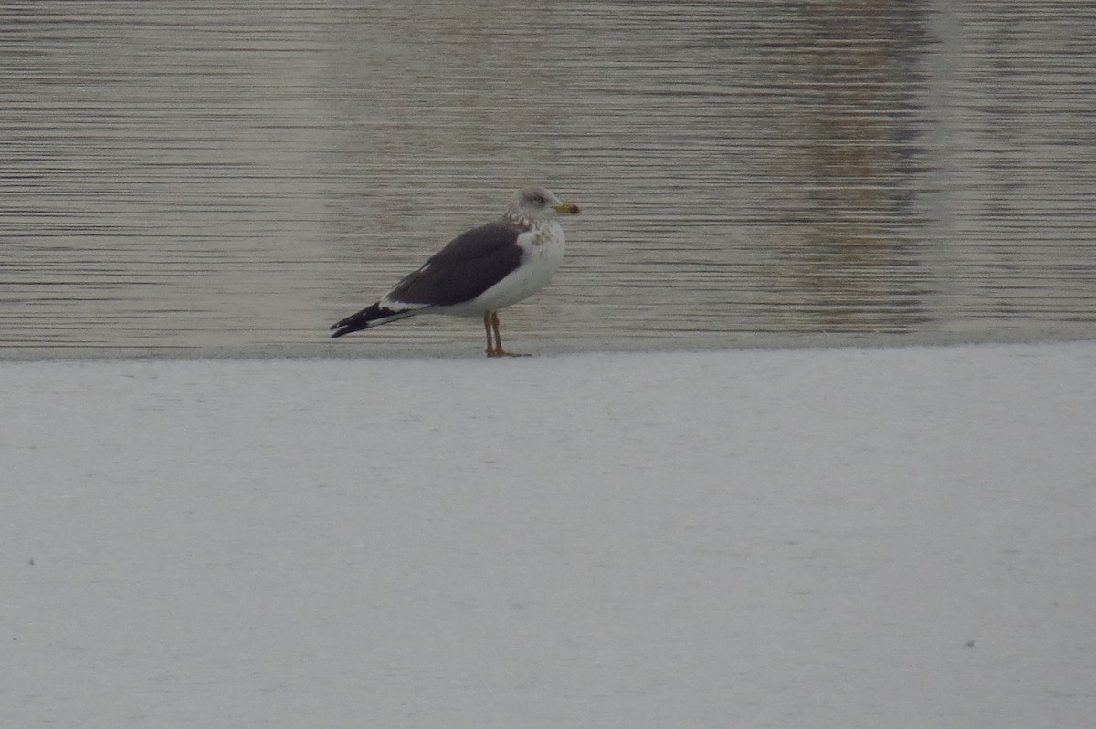 Lesser Black-backed Gull - Bryant Olsen