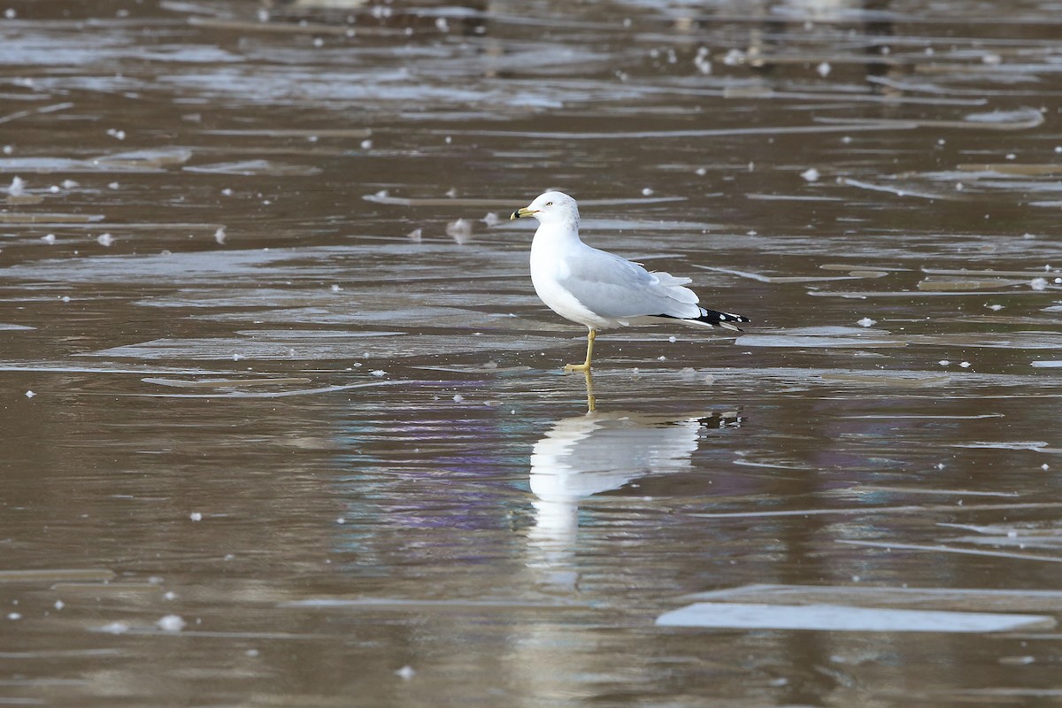 Ring-billed Gull - Andy Wilson