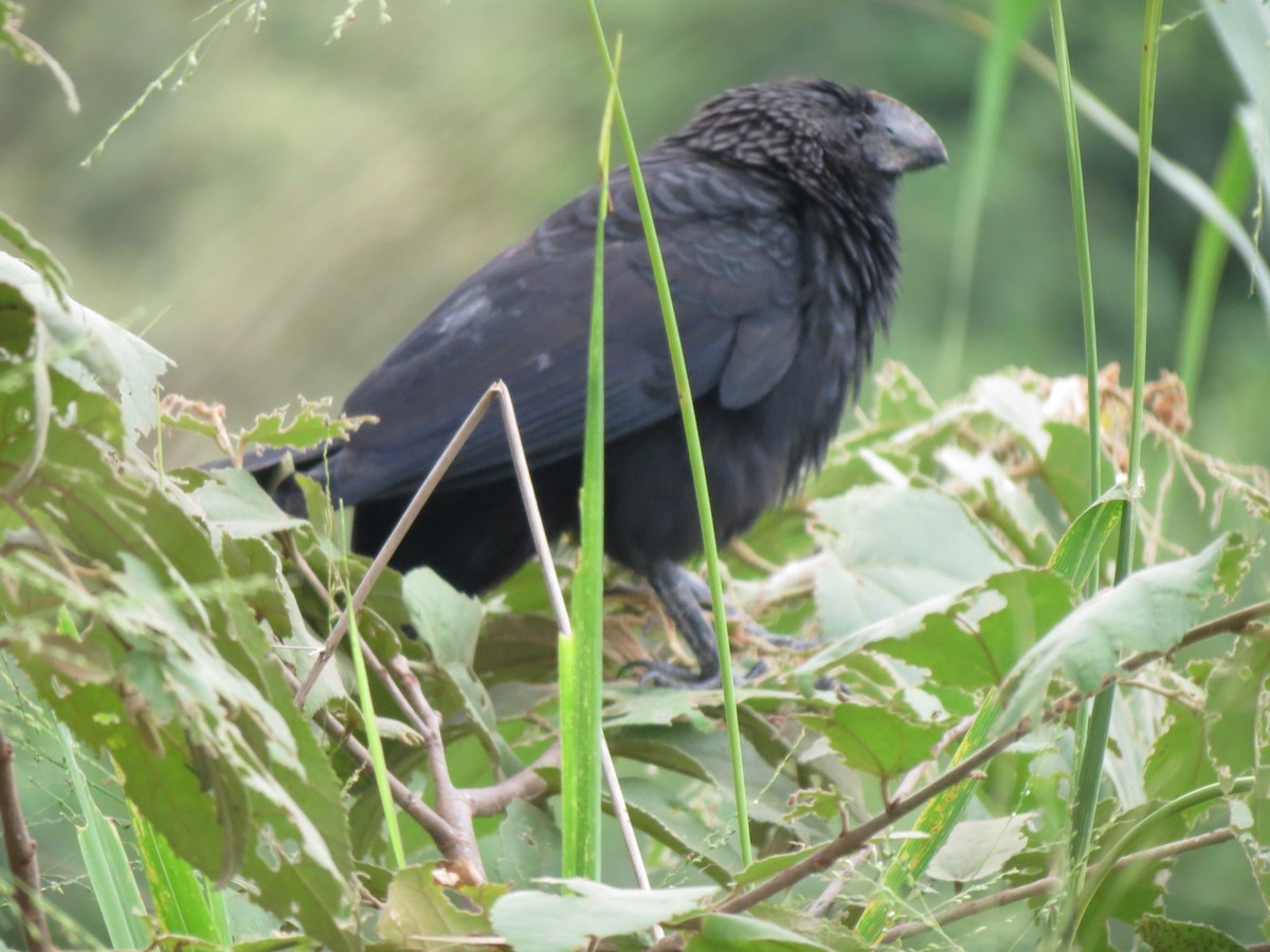 Smooth-billed Ani - ML232304741