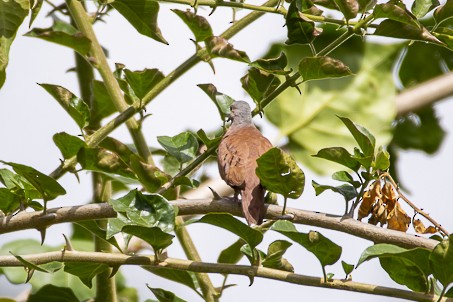 Ruddy Ground Dove - Sire Martínez