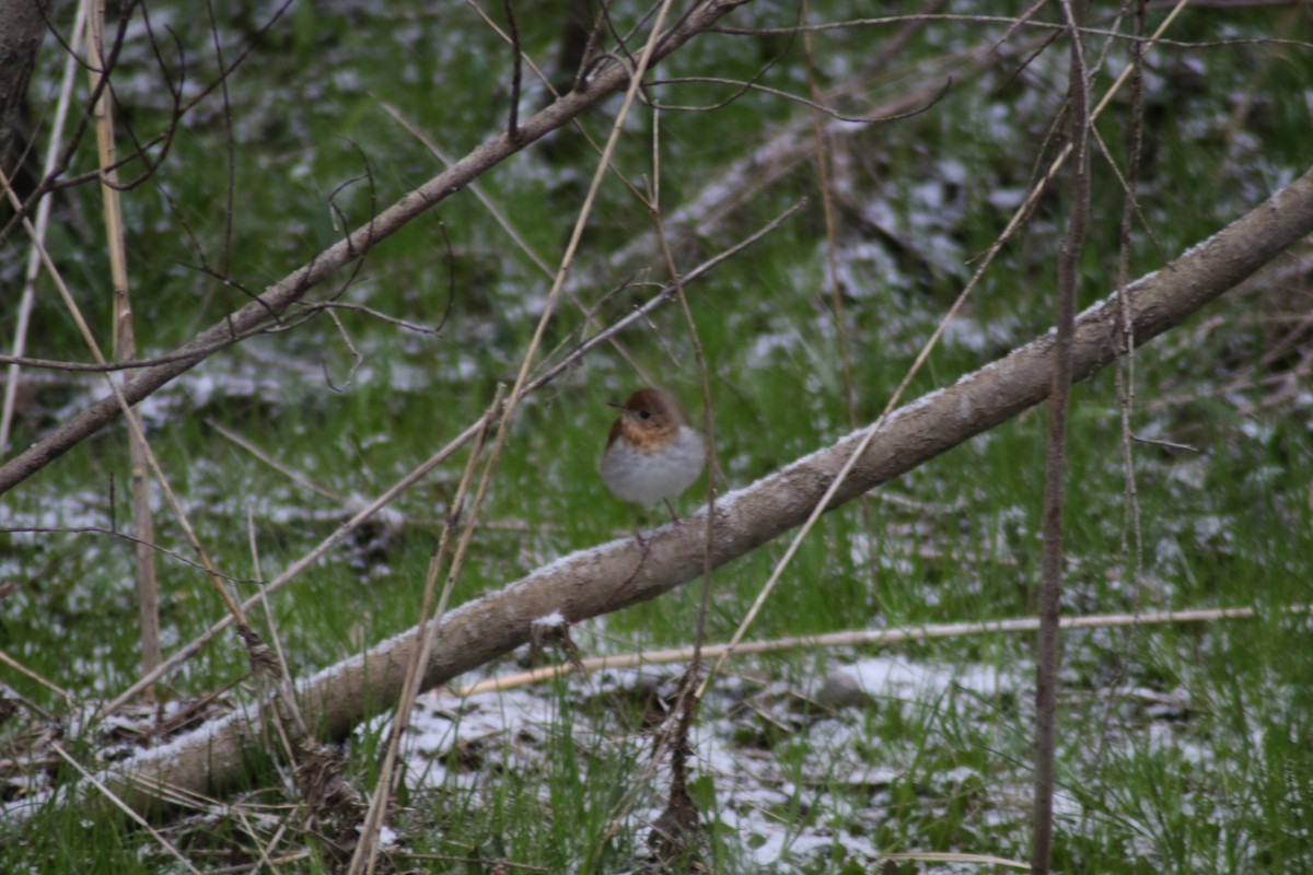 Veery - ML232306491