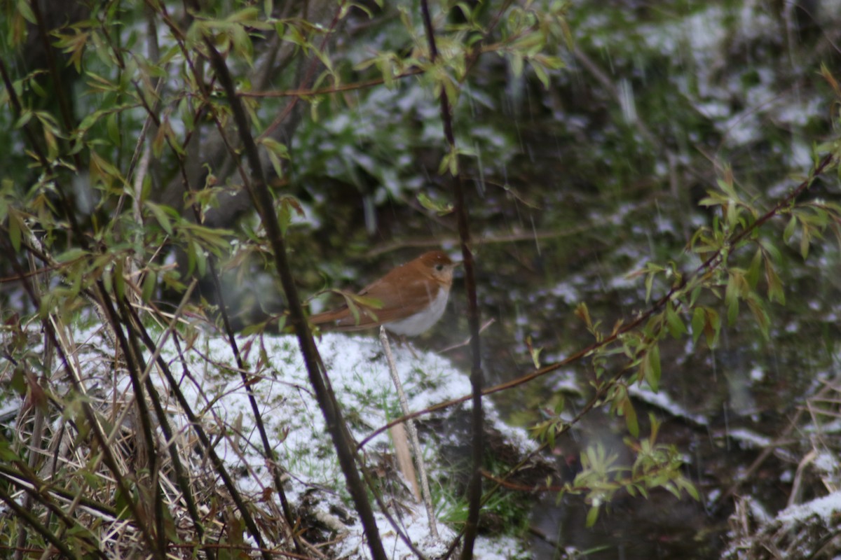 Veery - ML232306561