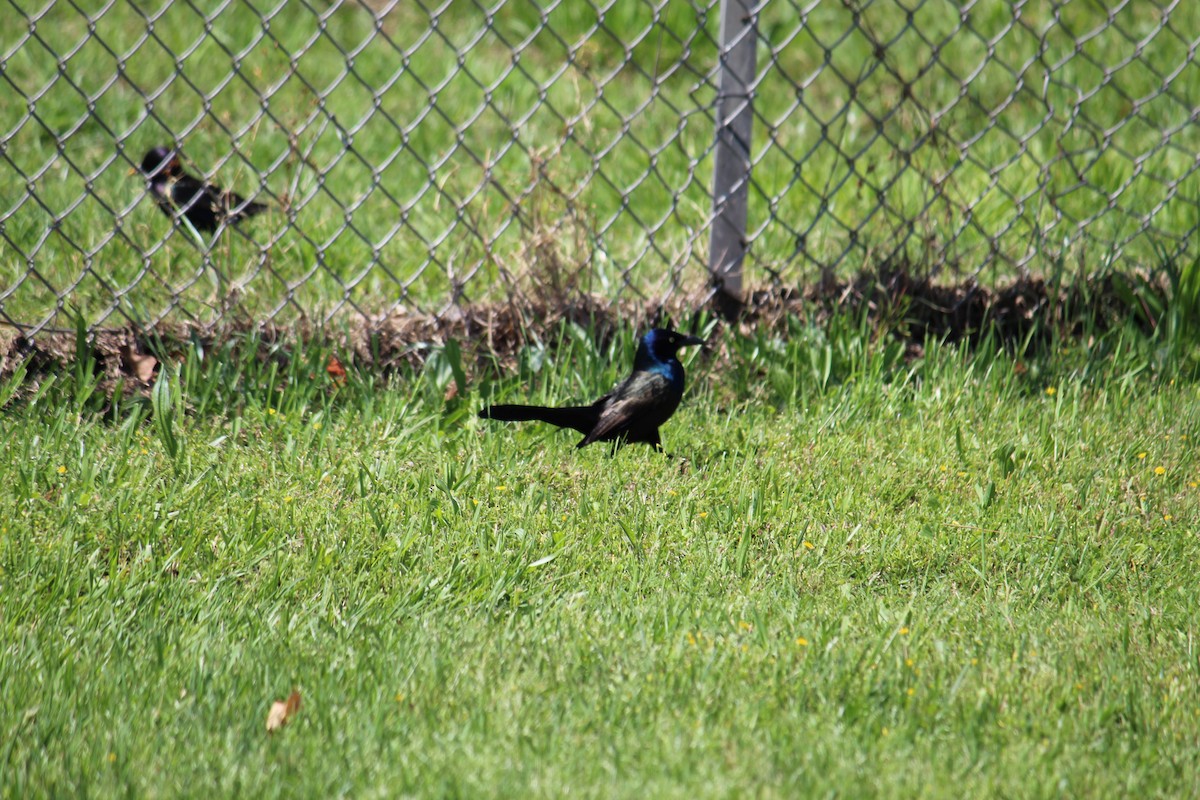 Common Grackle - ML232306831