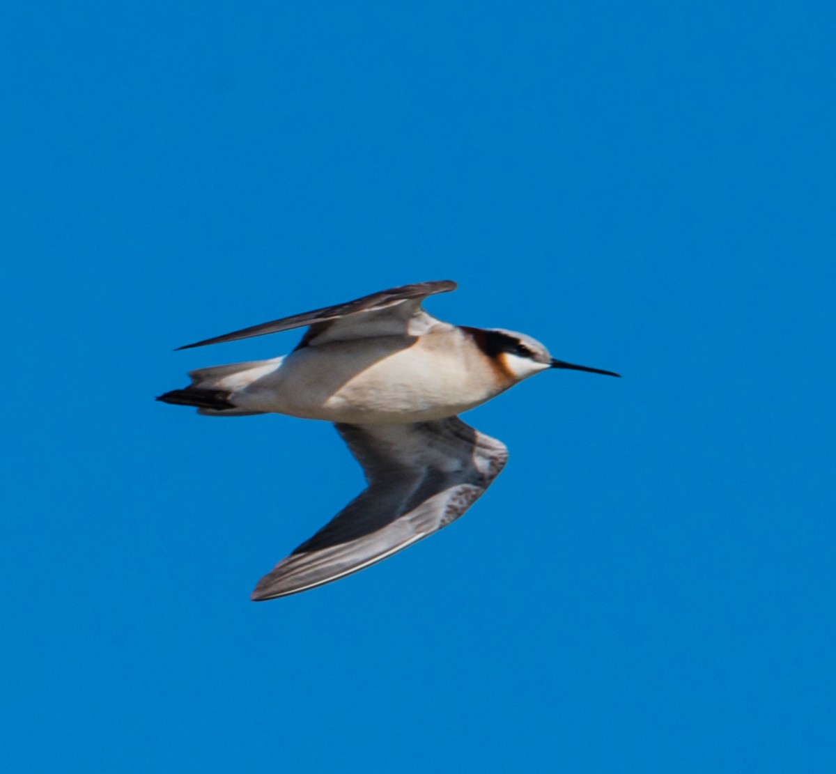 Wilson's Phalarope - ML232307191