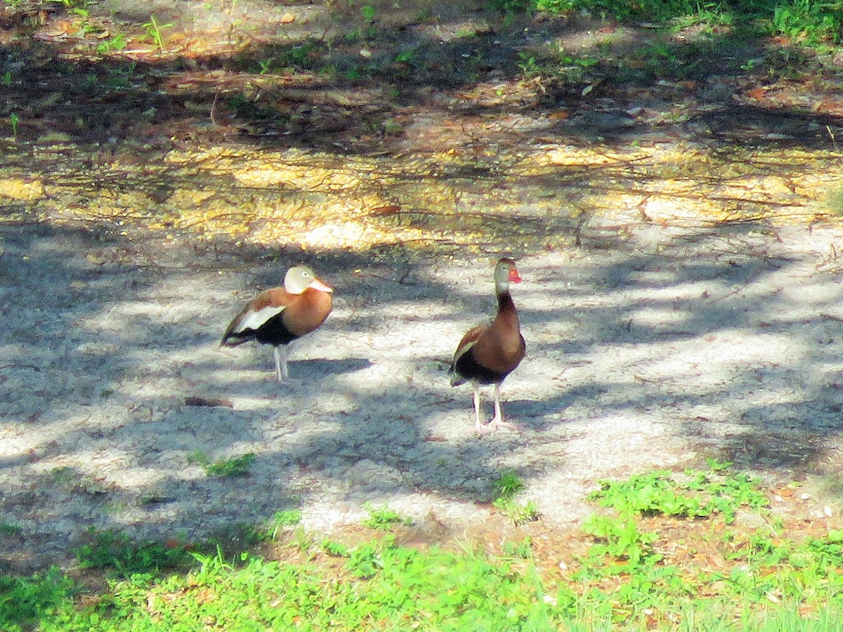 Black-bellied Whistling-Duck - ML232308121