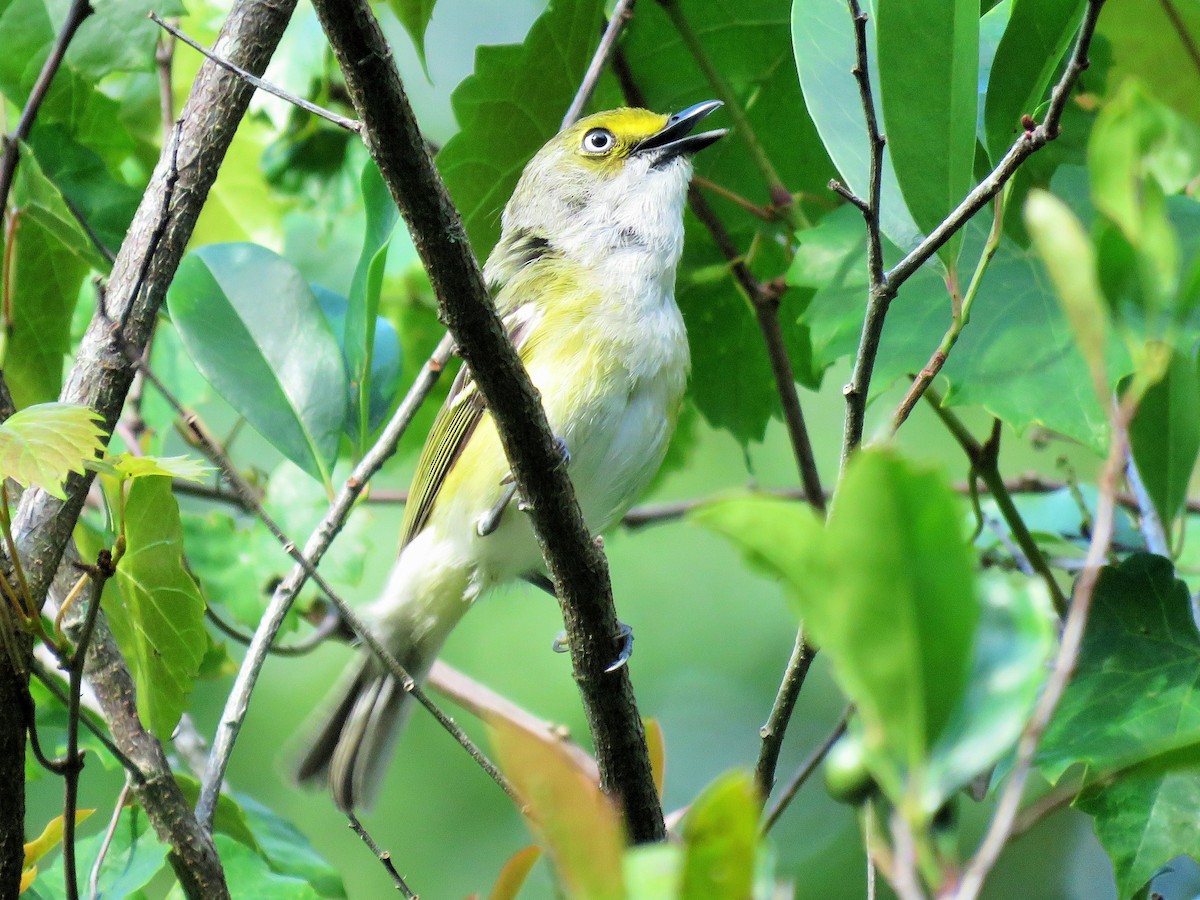 White-eyed Vireo - ML232308331