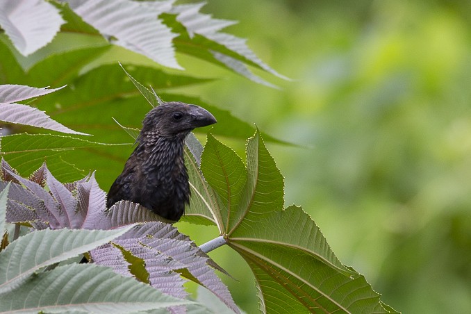 Smooth-billed Ani - ML232308801