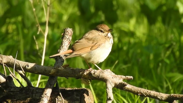 Hermit Thrush - ML232310411