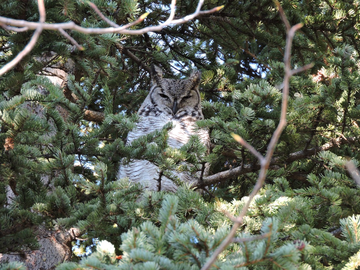 Great Horned Owl - Aaron Roberge