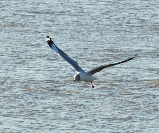 Gray-hooded Gull - ML232312941