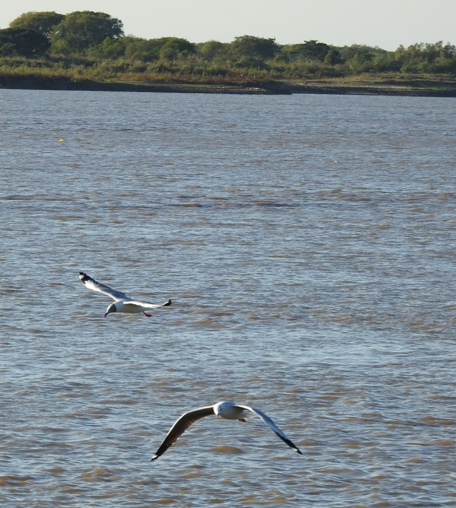 Gray-hooded Gull - ML232312961