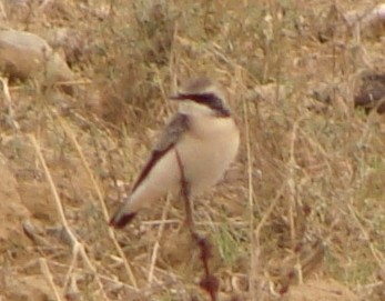 Pied Wheatear - ML232313041