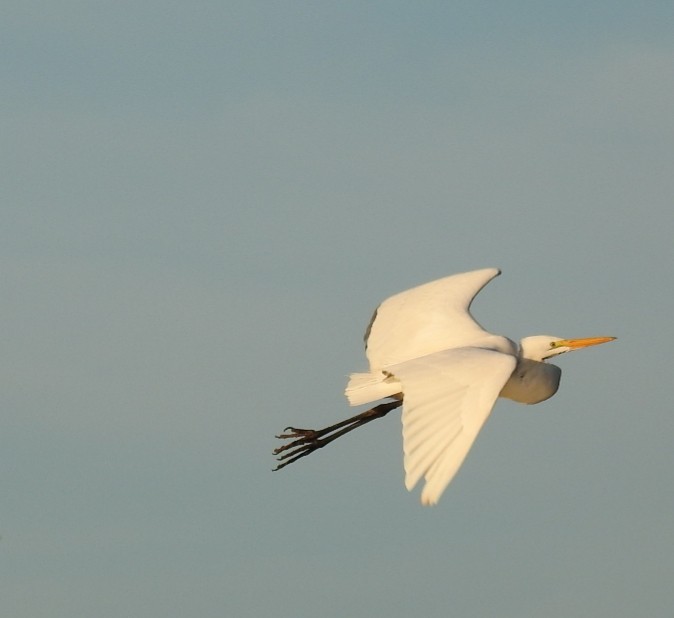 Great Egret - ML232313061