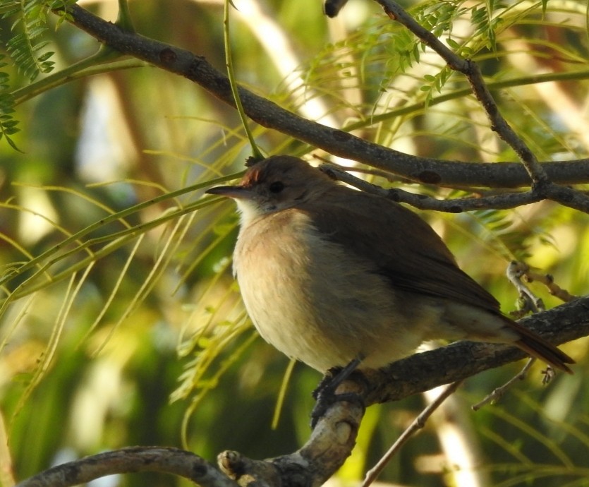 Rufous Hornero - ML232313201