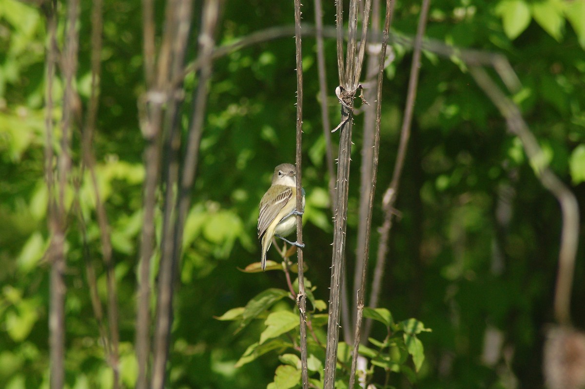 Bell's Vireo - ML232313981