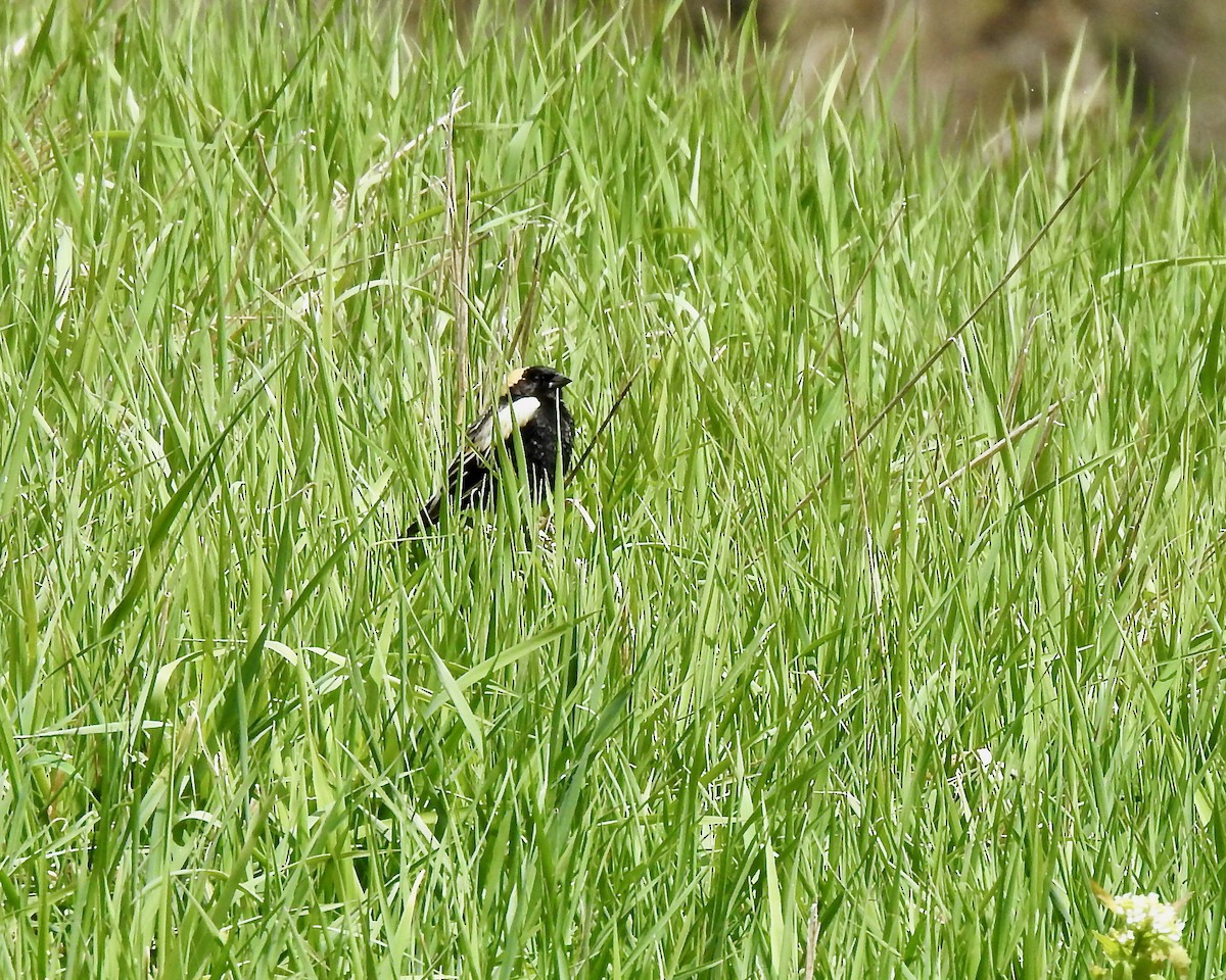 Bobolink - John Felton