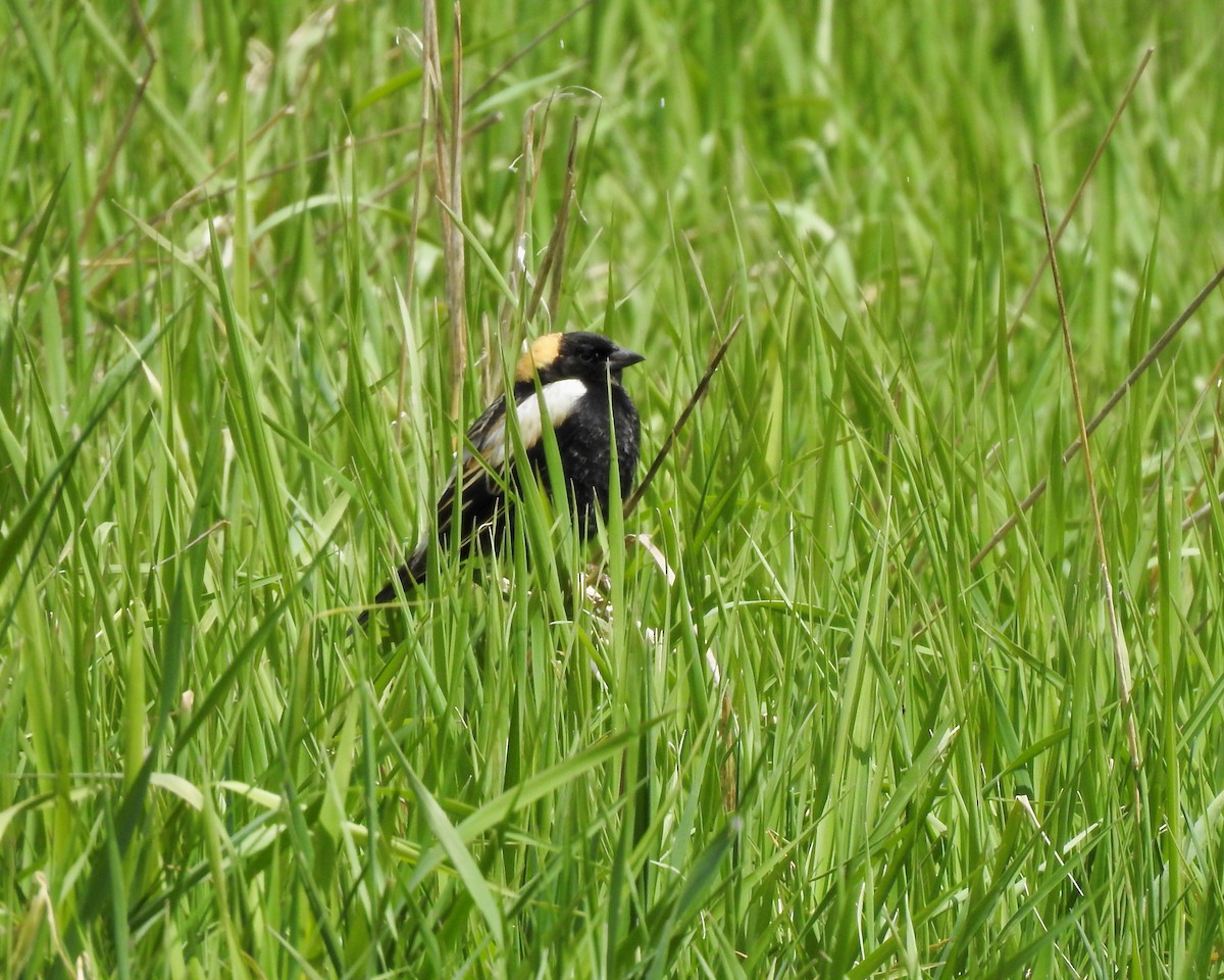 bobolink americký - ML232314541