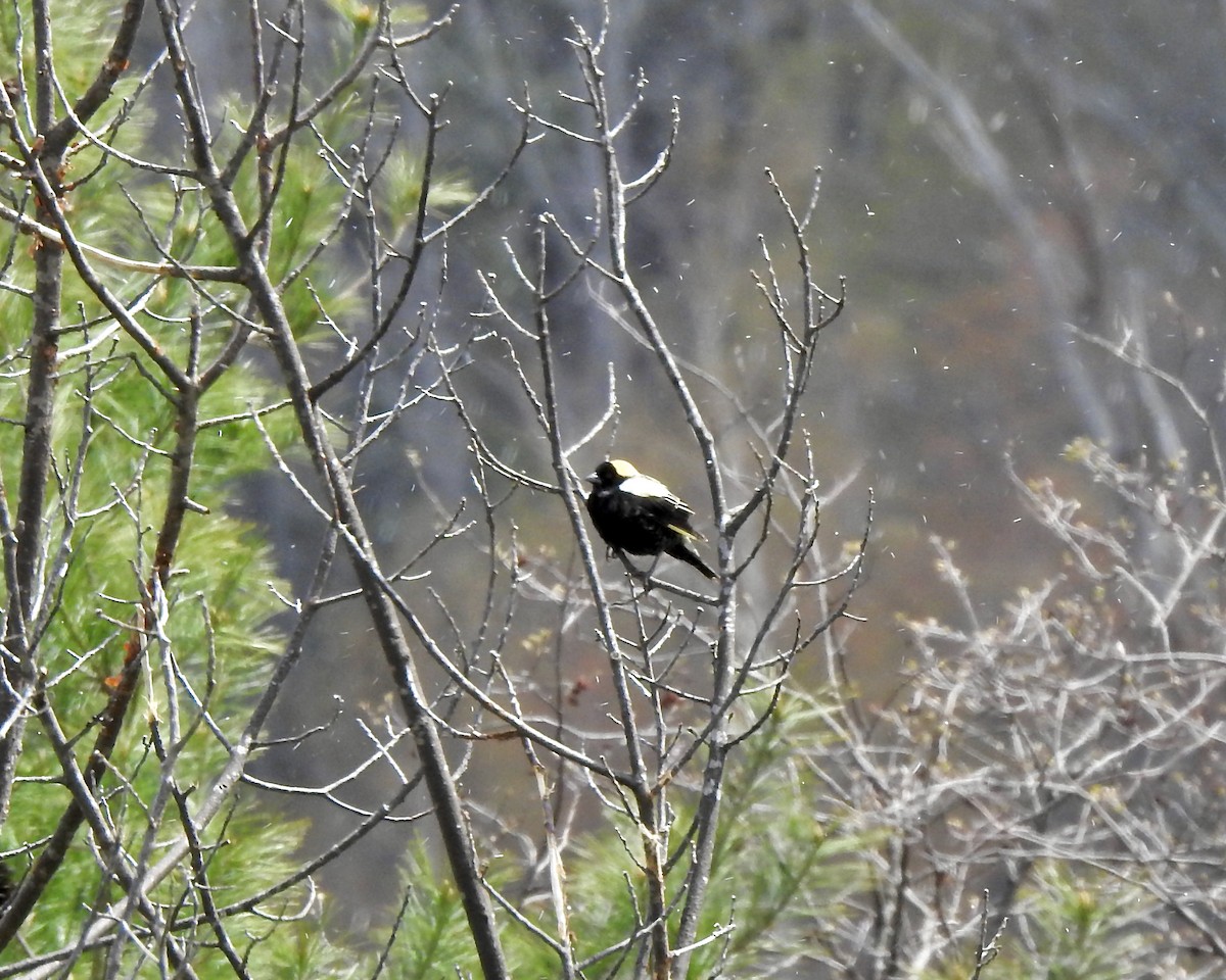 bobolink americký - ML232314601