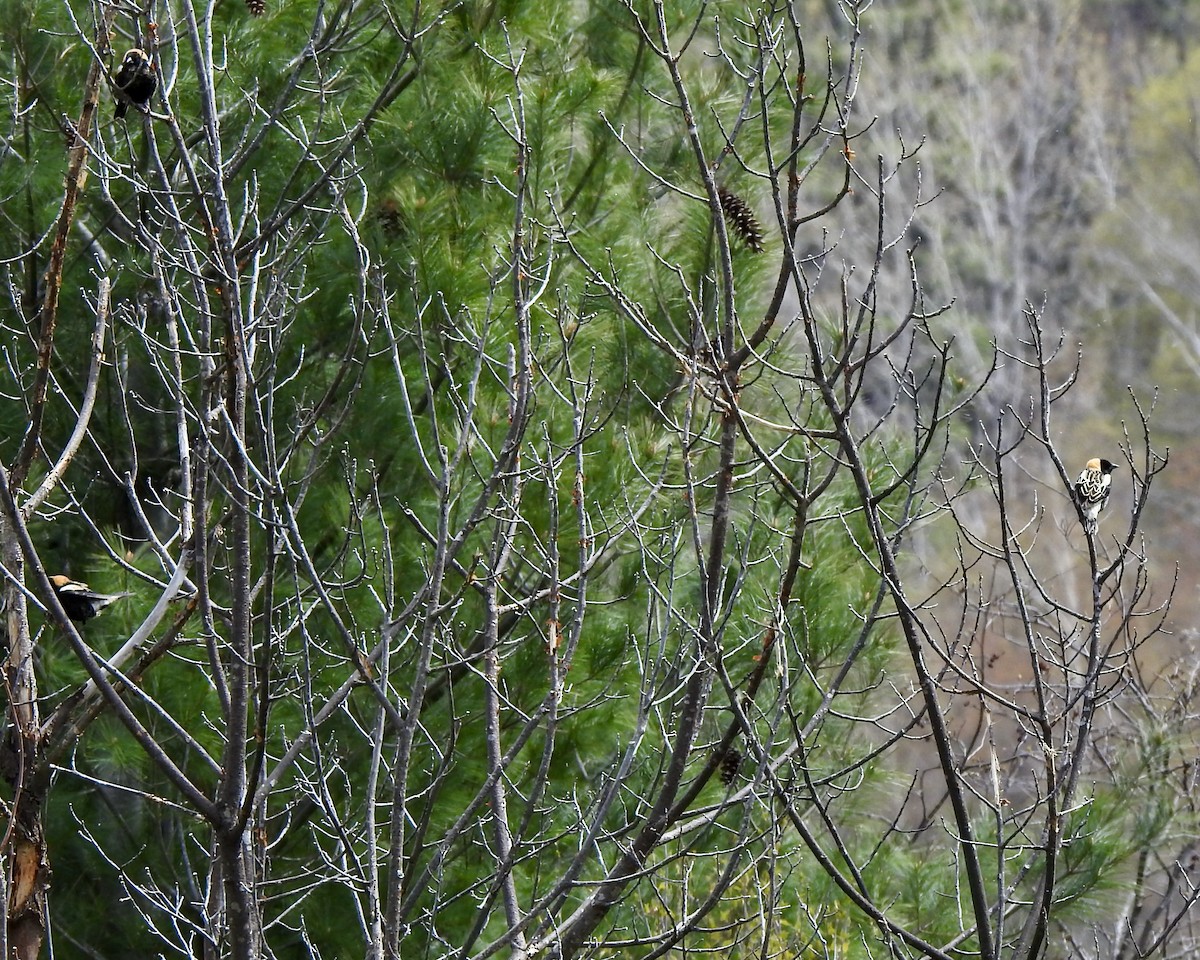 bobolink americký - ML232314821