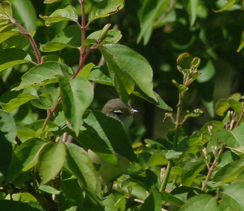 Bell's Vireo - ML232314971