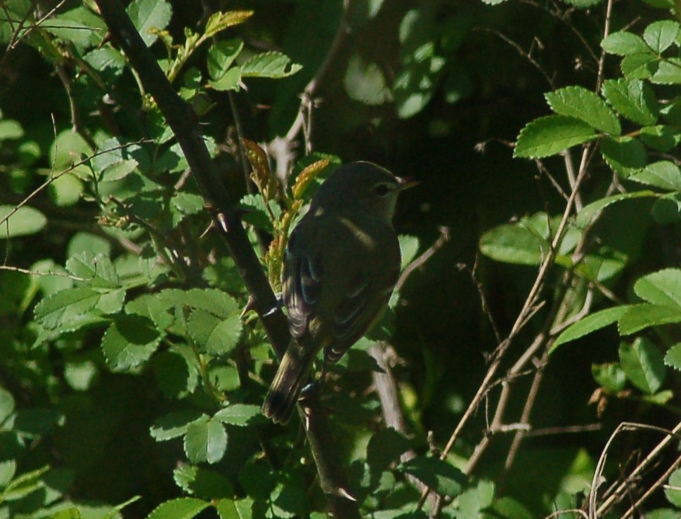 Bell's Vireo - ML232315131