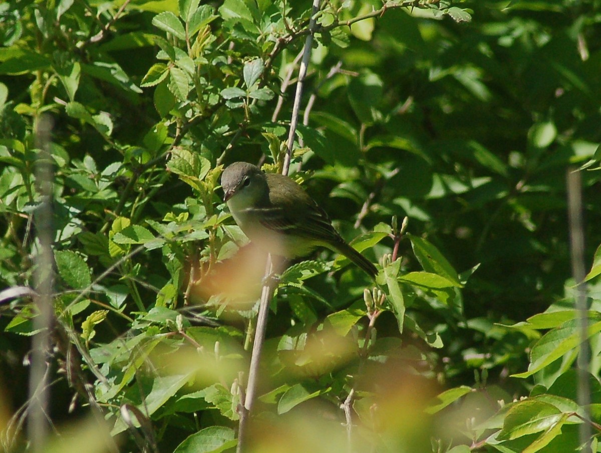 Bell's Vireo - David Brinkman