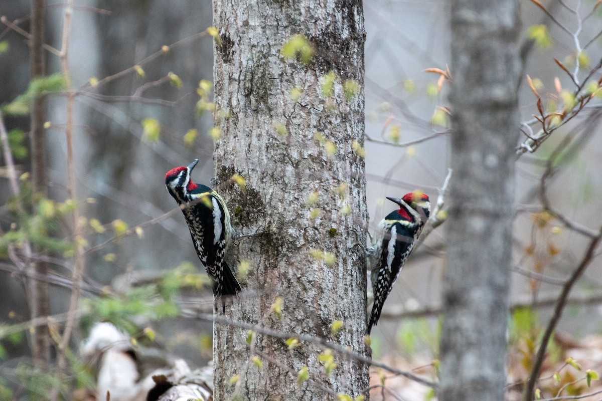 Yellow-bellied Sapsucker - ML232318841