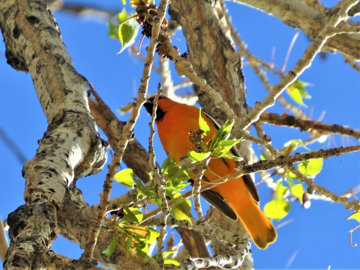 Bullock's Oriole - ML232318881