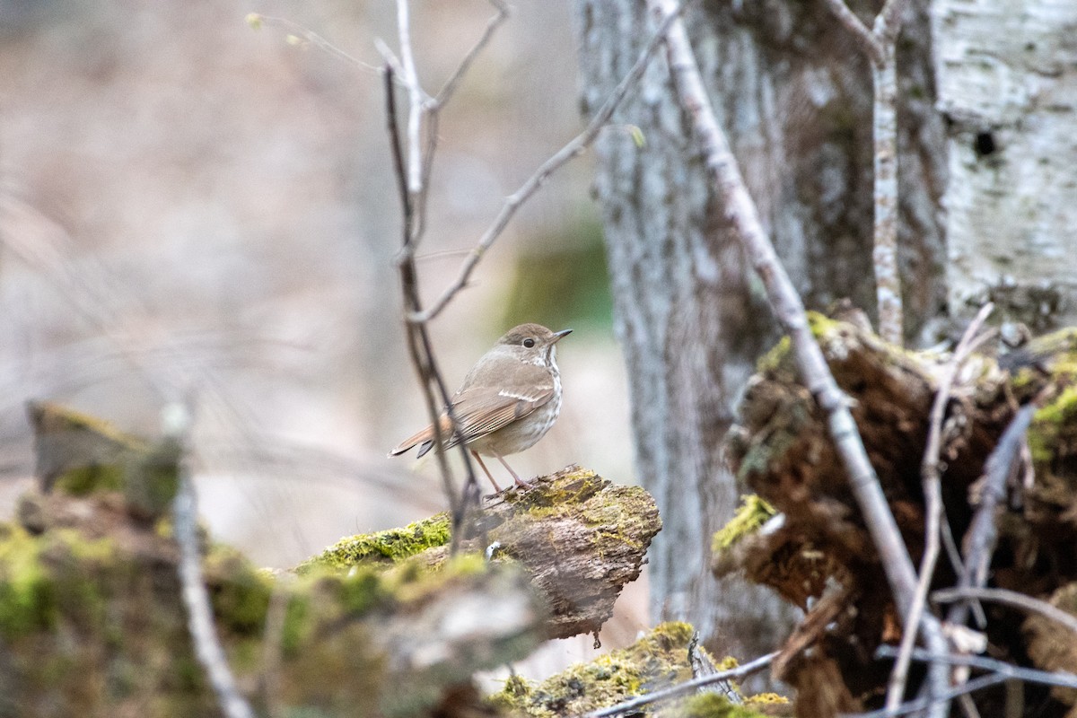 Hermit Thrush - ML232318921