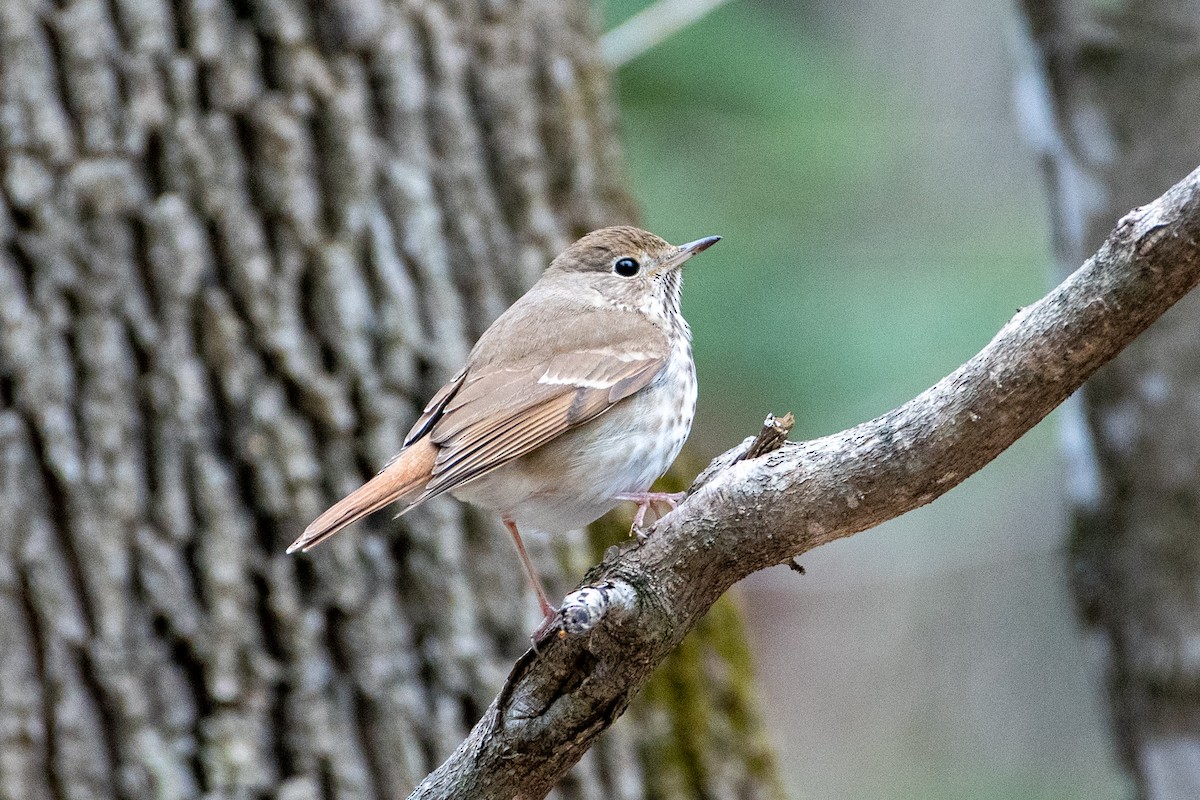 Hermit Thrush - ML232318931