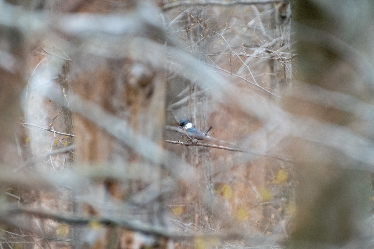 Belted Kingfisher - ML232319001