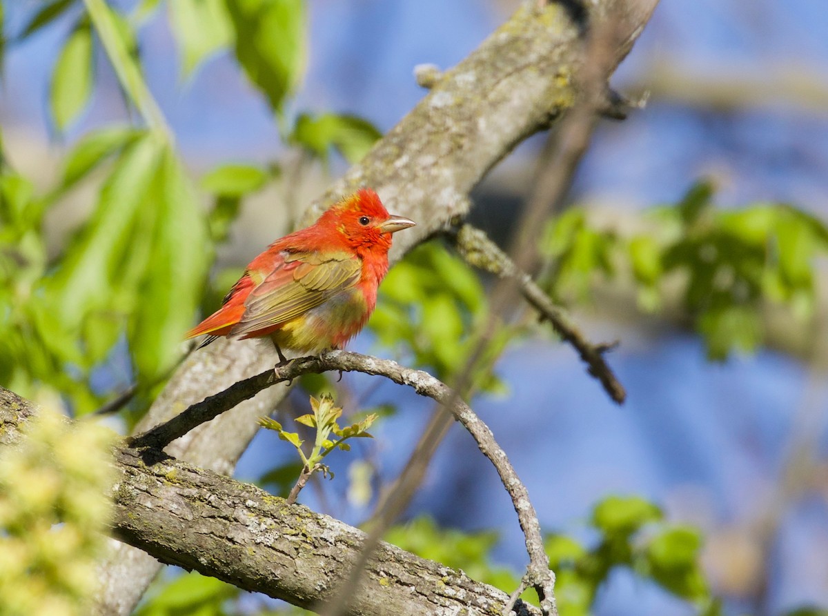 Summer Tanager - ML232320031