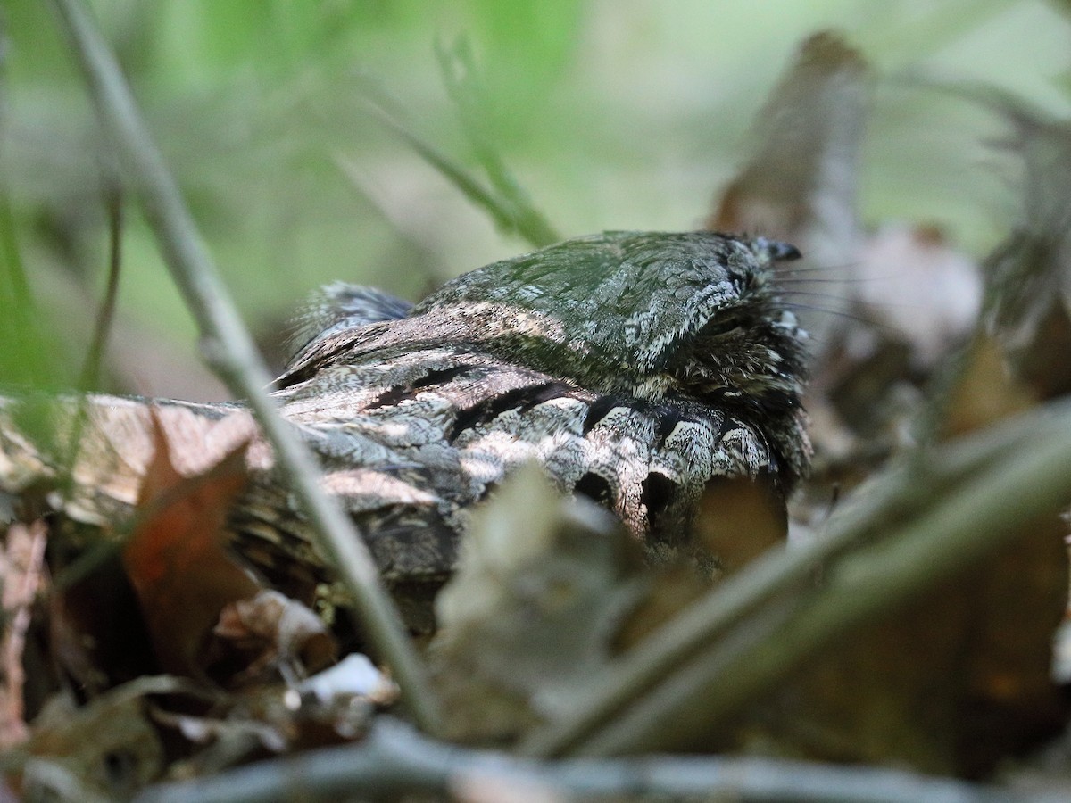 Eastern Whip-poor-will - Howard Patterson