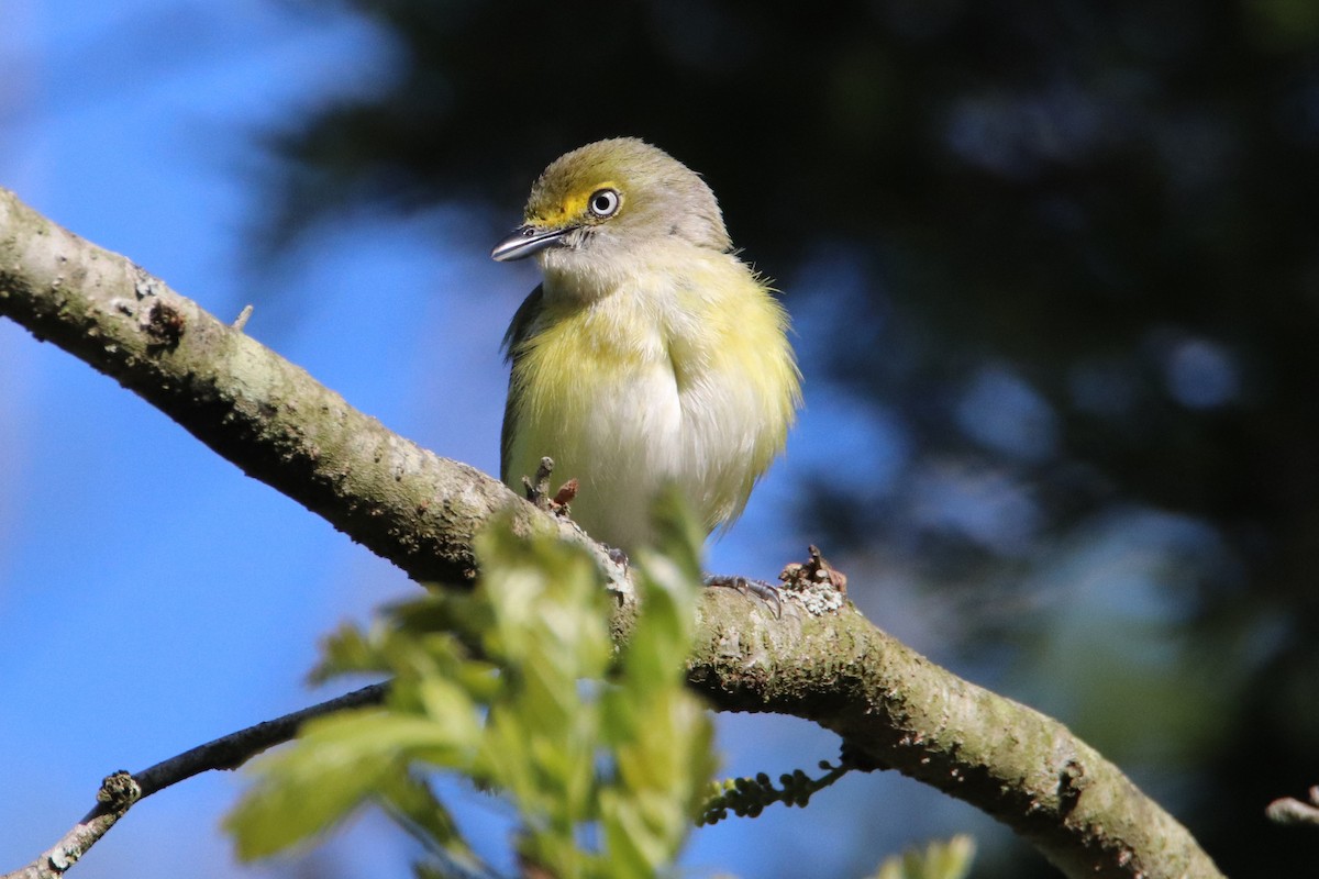 Ak Gözlü Vireo - ML232321961