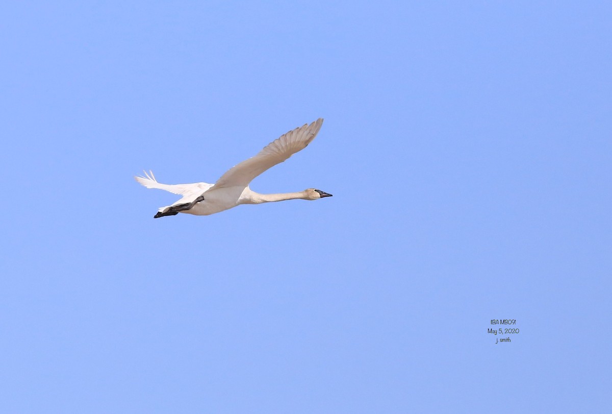 Trumpeter Swan - Joanne Smith