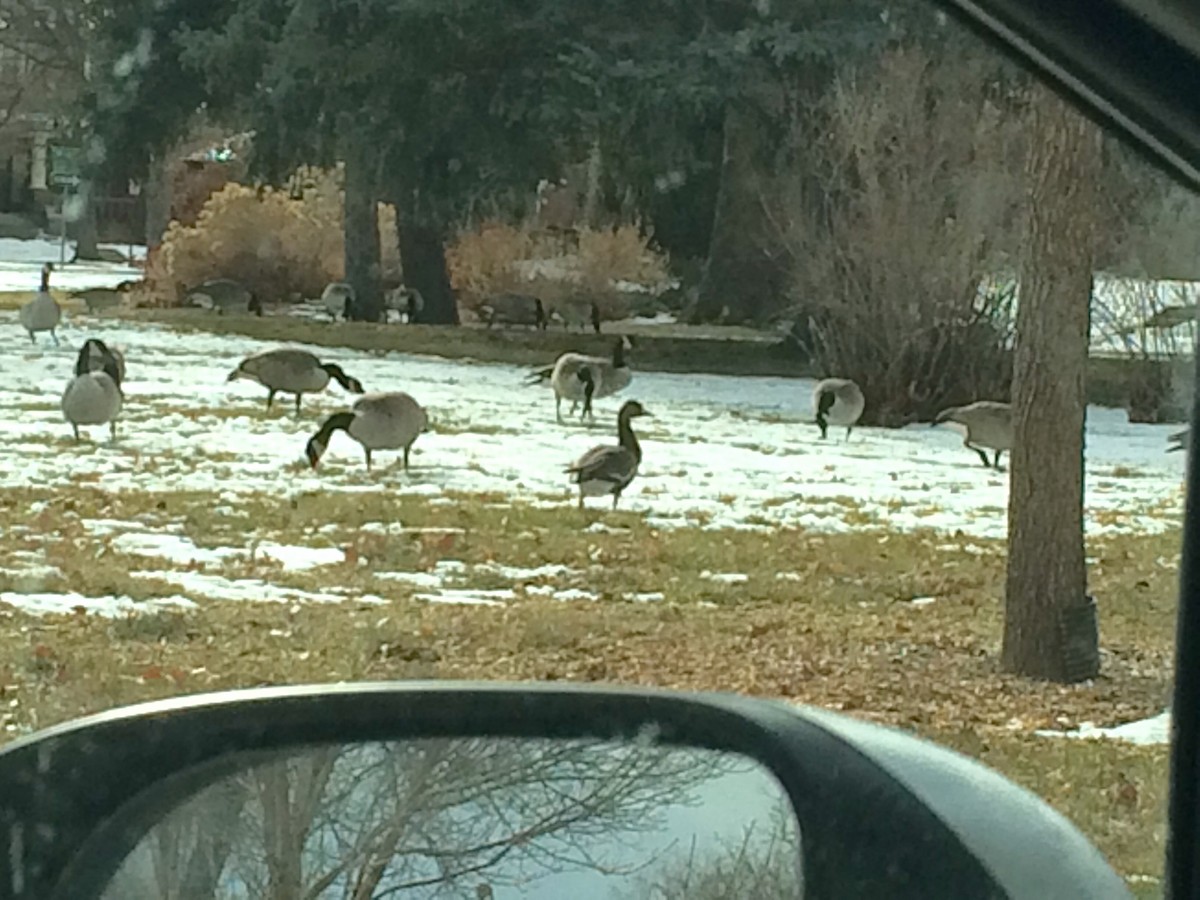 Манхин галуу - ML23232271