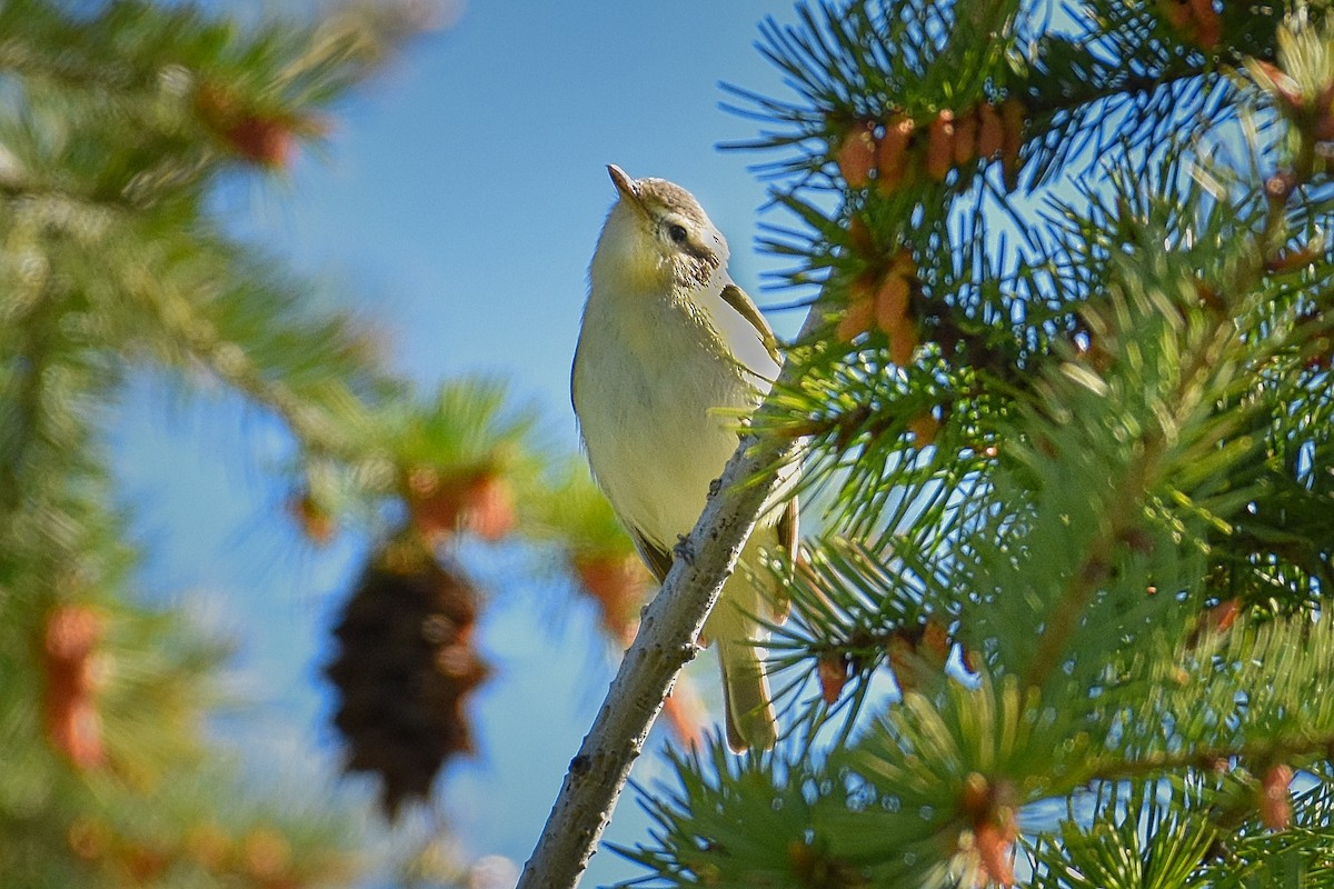 Warbling Vireo - Roger Beardmore