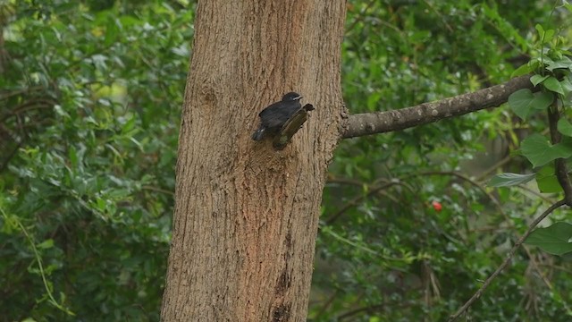 Black Drongo - ML232324101