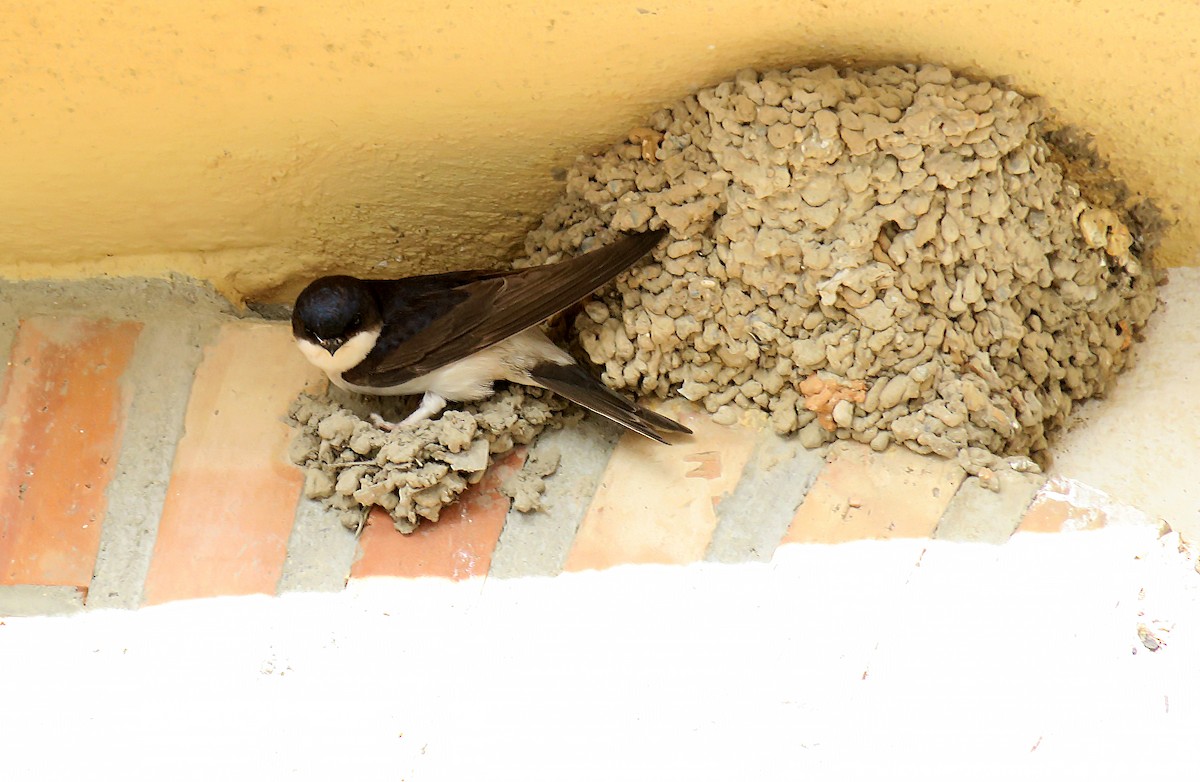 Western House-Martin - ML232324441