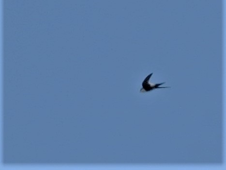 White-throated Swift - ML232326071