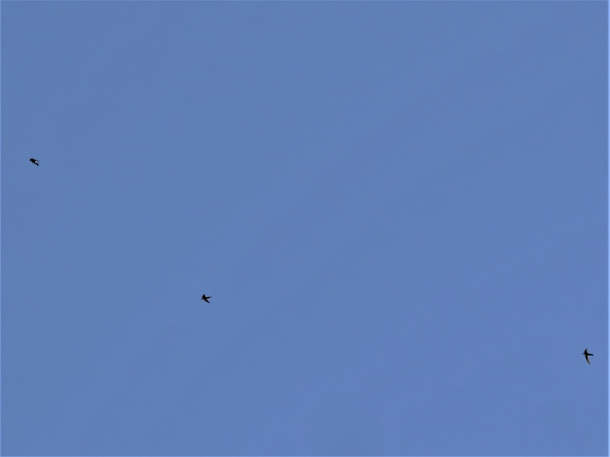 White-throated Swift - ML232326161