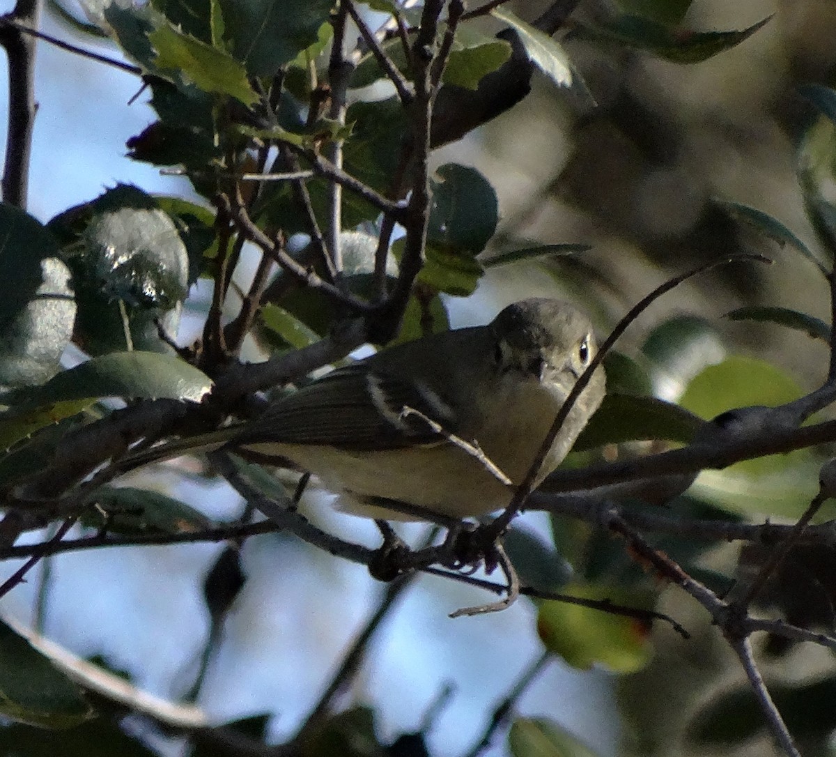 Hutton's Vireo - Diane Rose