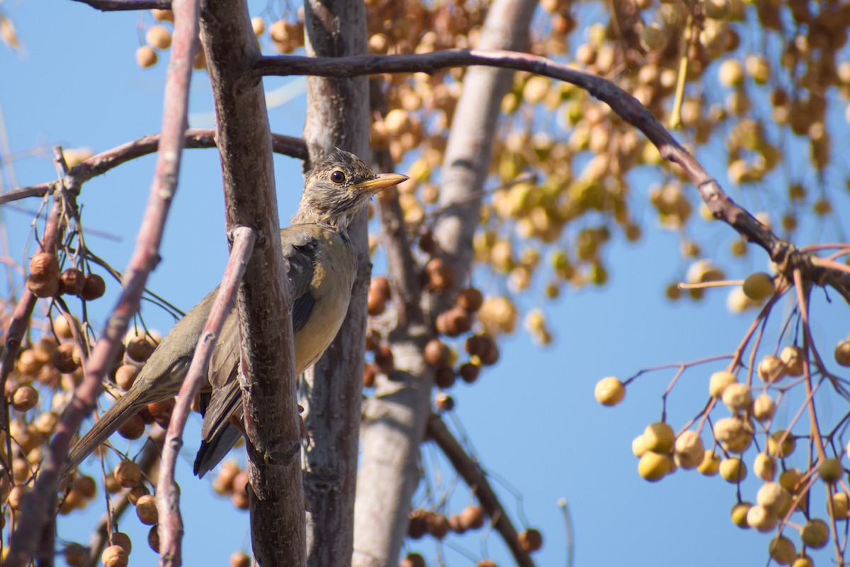 Austral Thrush - ML232326531