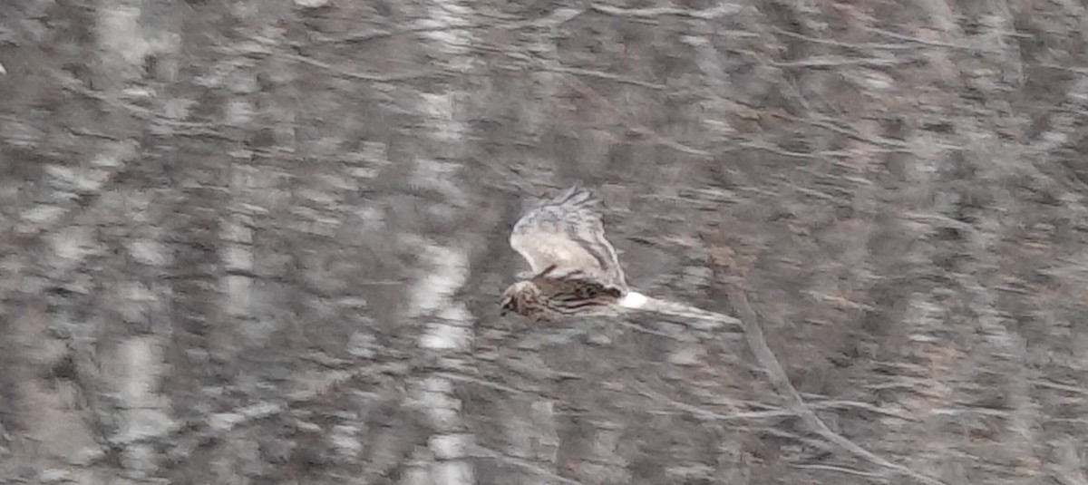 Montagu's Harrier - ML232326911