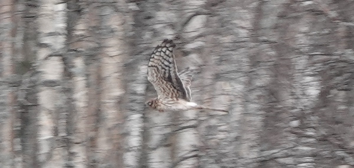 Montagu's Harrier - ML232326981