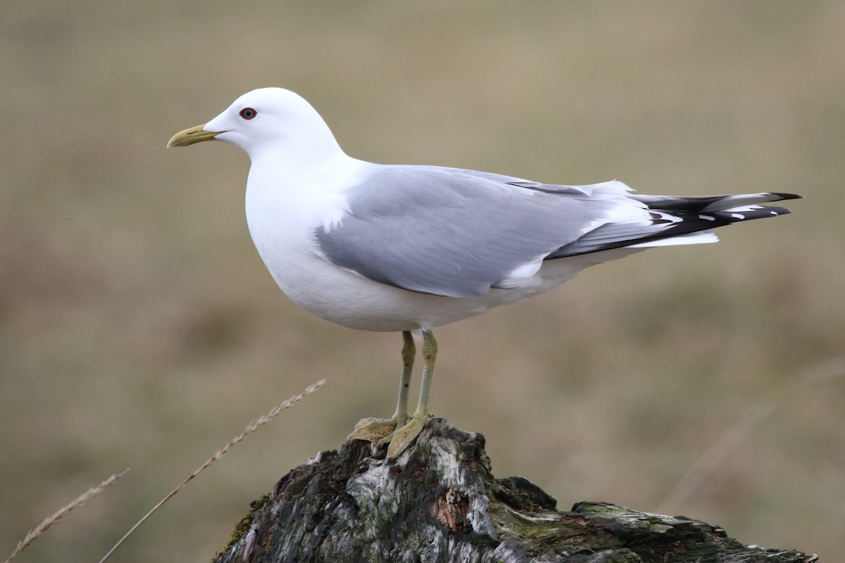 Short-billed Gull - ML232327291